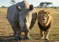 Rhino & Lion Park