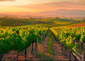 Wine Tours