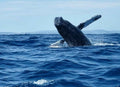 Whale Watching Tours