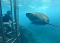 Shark Cage Diving