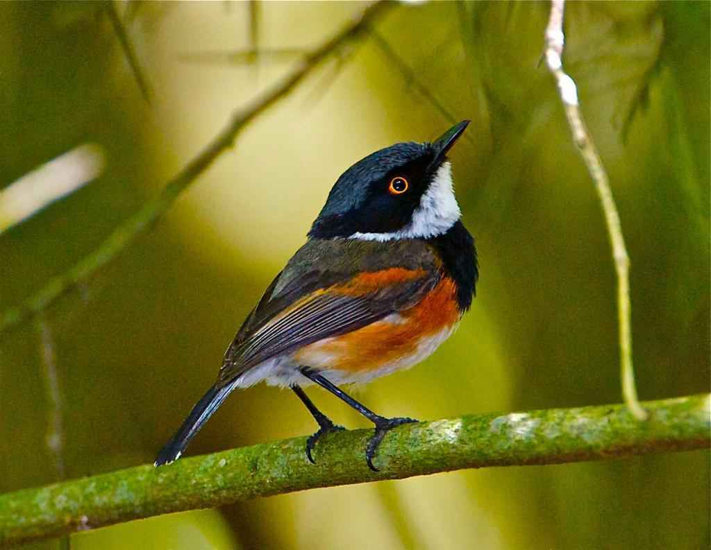 Birdwatching Tours