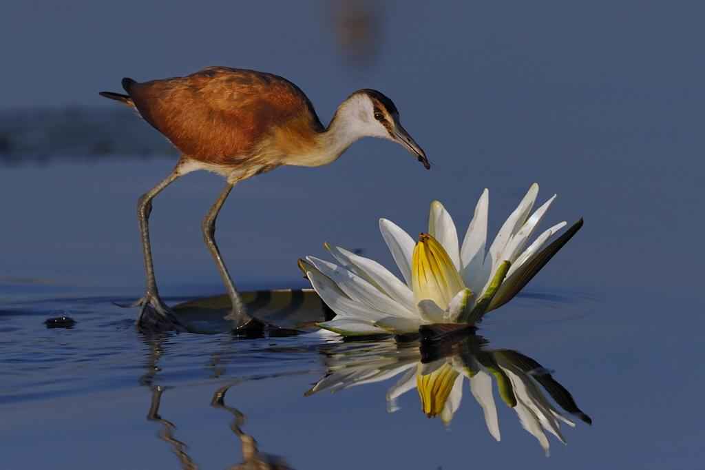 Birdwatching Tours
