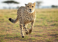 Cheetah Tours