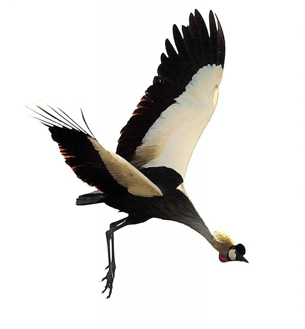Birdwatching Tours