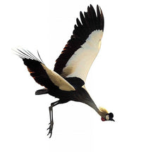 Birdwatching Tours