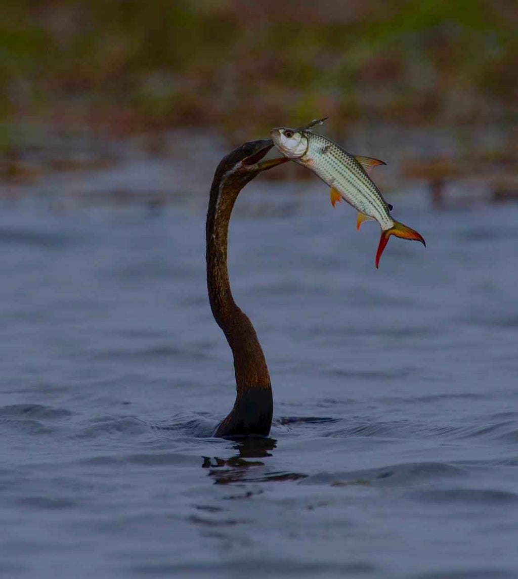 Birdwatching Tours
