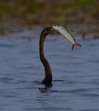 Birdwatching Tours