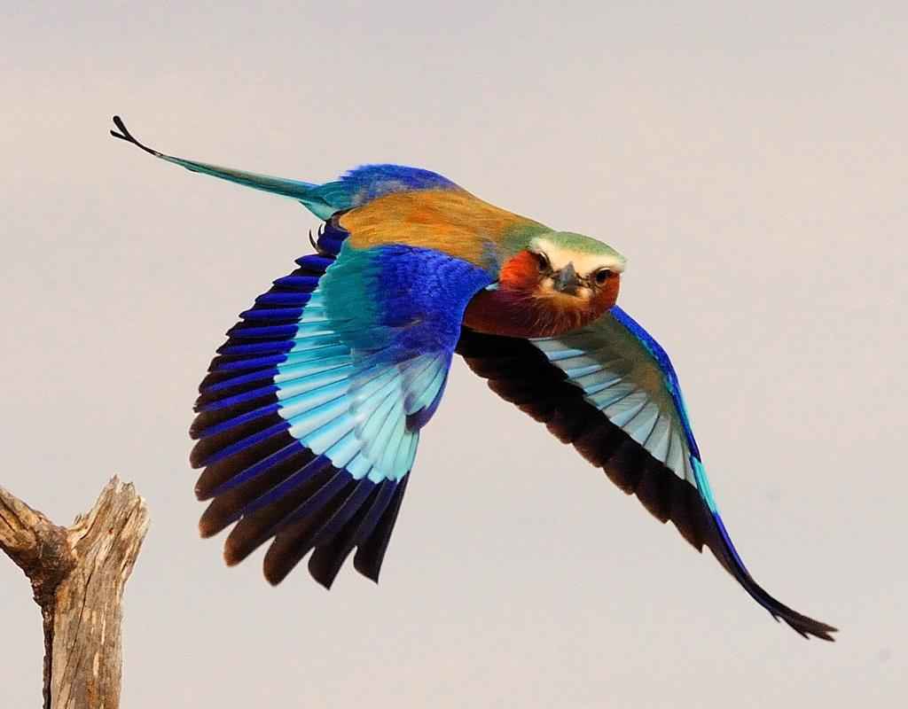Birdwatching Tours