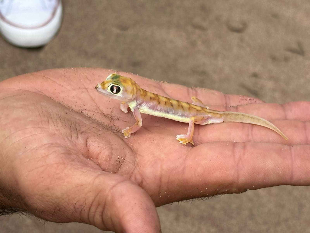Namibia