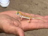 Namibia