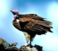 Birdwatching Tours
