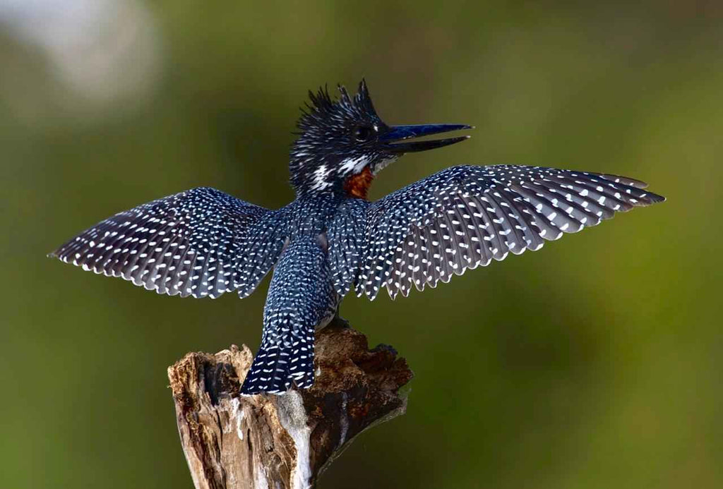 Birdwatching Tours