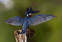 Birdwatching Tours