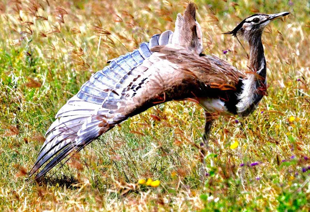 Birdwatching Tours