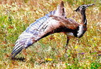 Birdwatching Tours